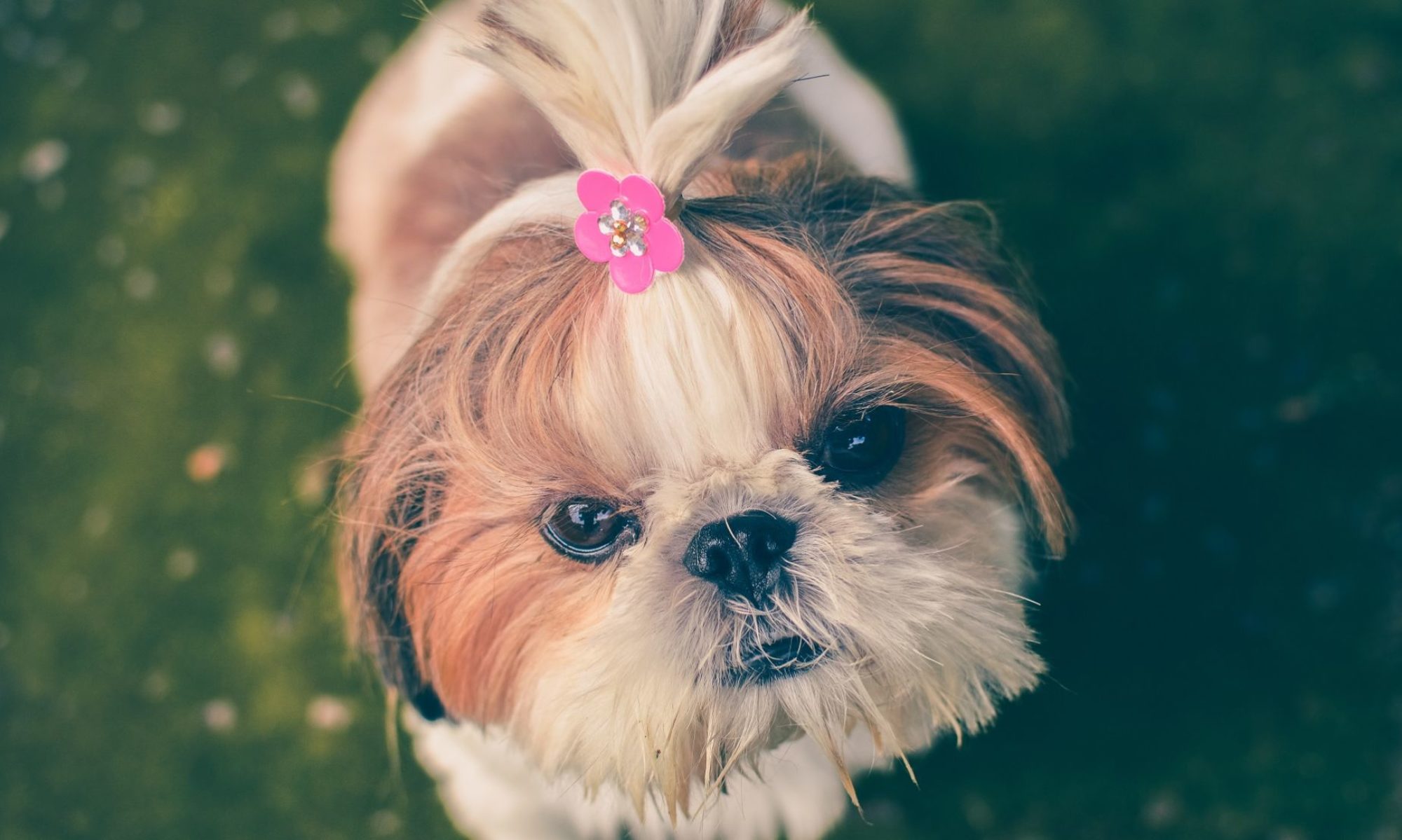 Punta Gorda Dog Grooming & Pet Food